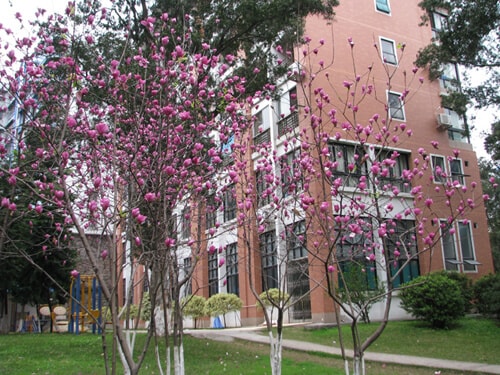 华文学院照片5